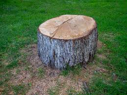 Best Fruit Tree Pruning  in Taylor, AL