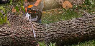Best Utility Line Clearance  in Taylor, AL