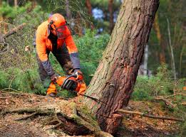  Taylor, AL Tree Removal Pros