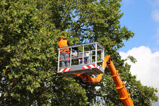 Best Tree Risk Assessment  in Taylor, AL