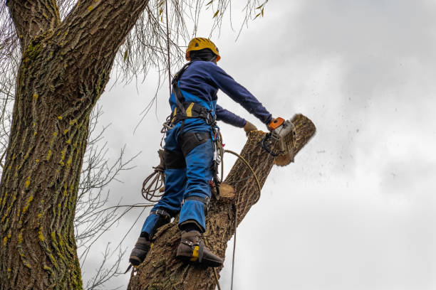 Best Tree Mulching  in Taylor, AL