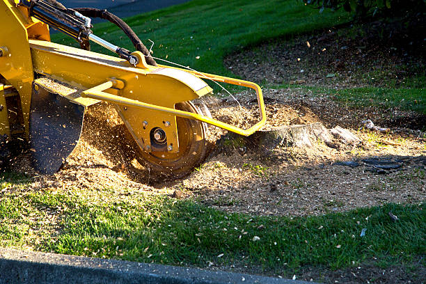Best Lawn Drainage Solutions  in Taylor, AL