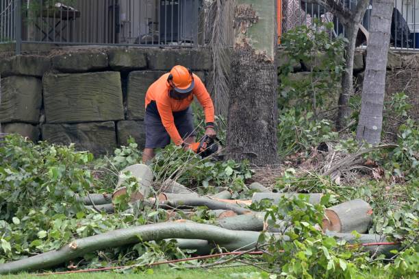 Best Stump Grinding and Removal  in Taylor, AL