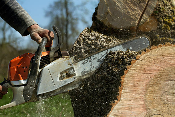 How Our Tree Care Process Works  in  Taylor, AL